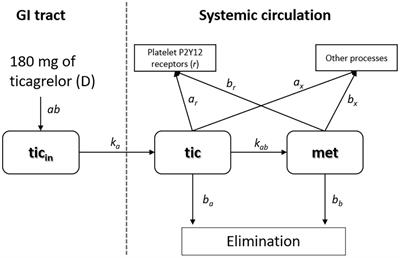 Pharmacokinetic Modeling of Morphine’s Effect on Plasma Concentrations of Ticagrelor and Its Metabolite in Healthy Volunteers